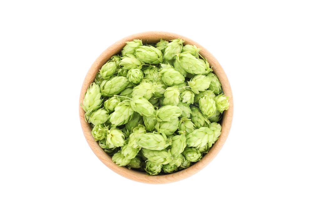 Wooden bowl with hop cones isolated on blank background