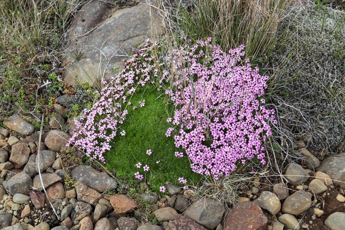 Field of purple flowers and green moss