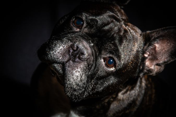 Old bulldog posing in studio