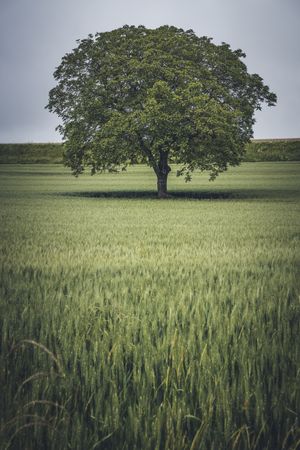 Large sprawling tree in green field