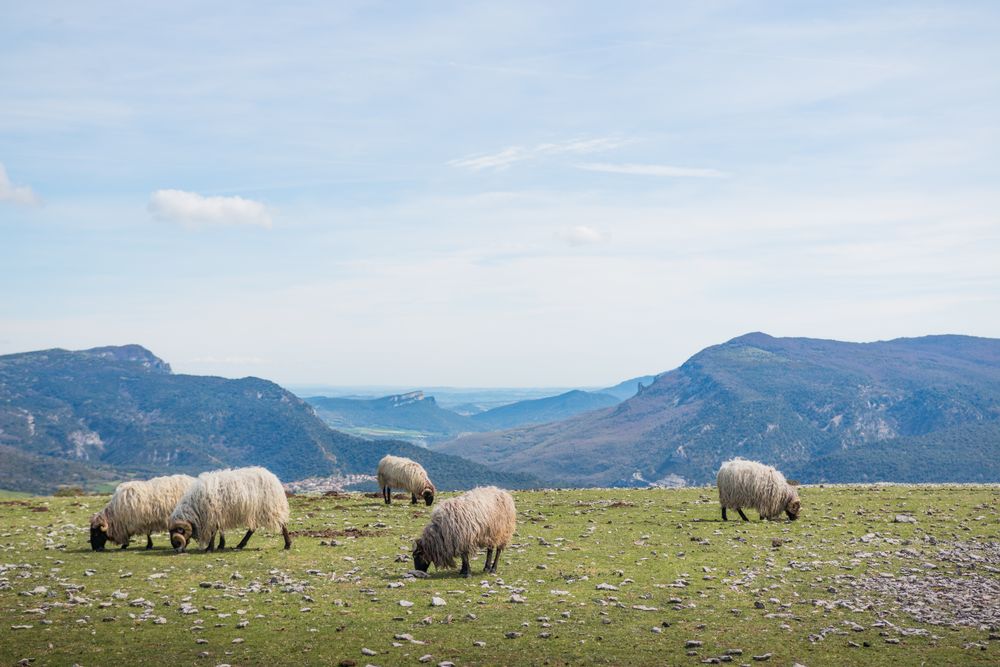 Herd of mountain sheep in field