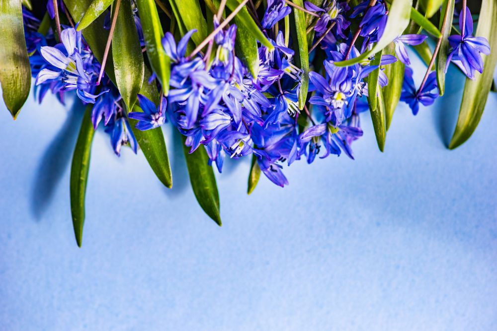 Spring floral card concept with wood squill on baby blue table