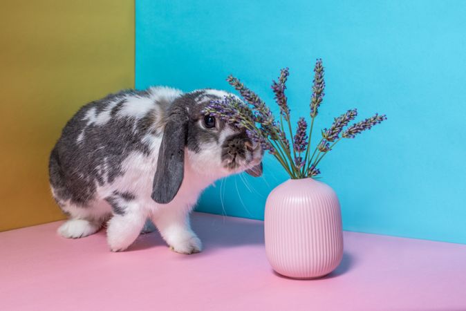 Bunny smelling lavender vase