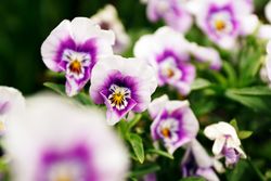Purple flowers on bush