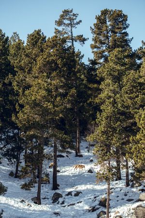 Wolf on hill near stones and snow