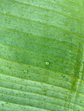 dew drops on banana leaves