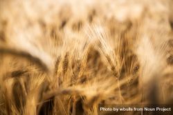 Close up of wheat 5qZYq4