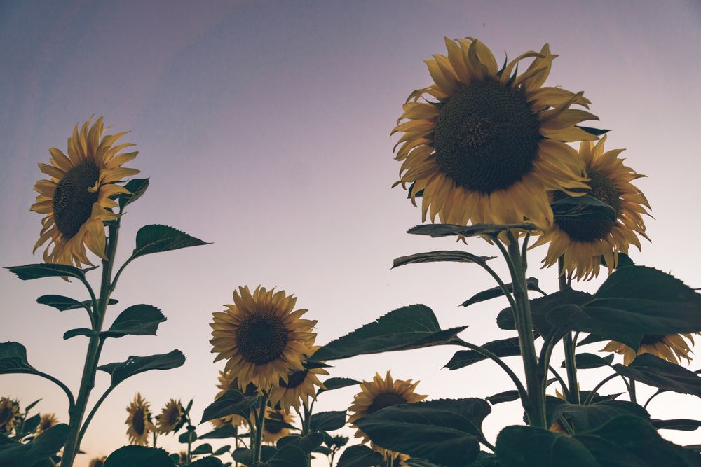 Sunflowers on background of blue sky