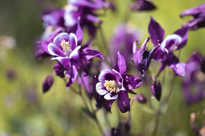 Purple Columbine flowers growing in the wild