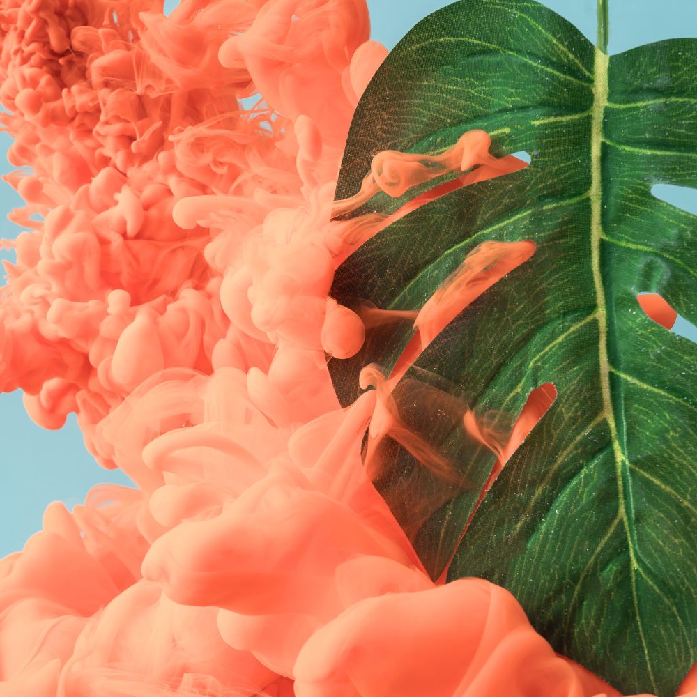 Tropical monstera leaf with pastel coral color cloud