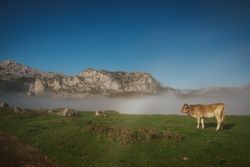 Cattle in green meadow during foggy sunny weather