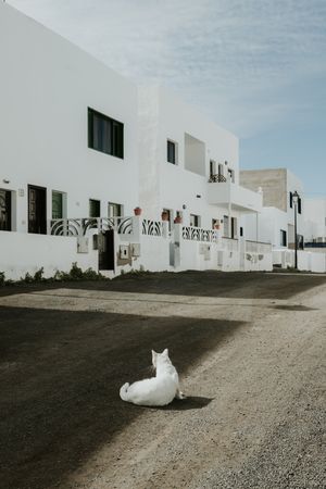 cat lying on ground