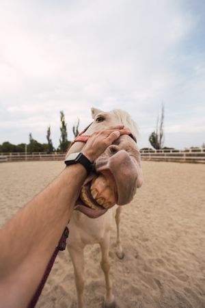 Man petting nose of horse at paddock