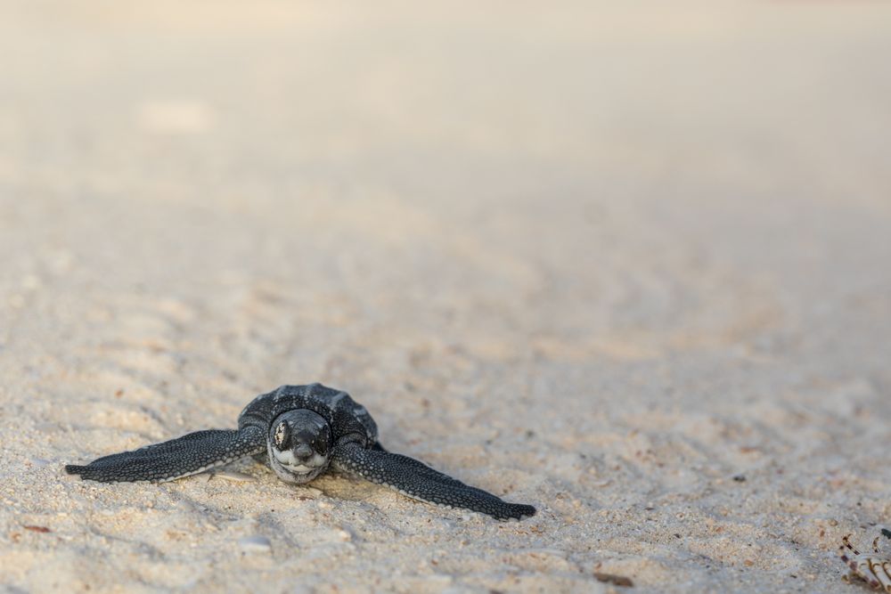 Baby turtle crawling on sand to water
