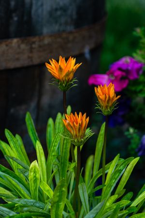 Portulac flowers in a pot