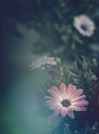 Pretty flower growing in garden