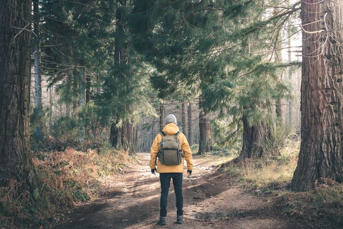 Unrecognizable traveler in conifer forest