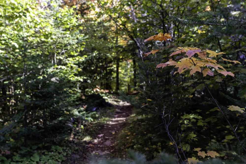 The Superior Hiking Trail in Lutsen, Minnesota