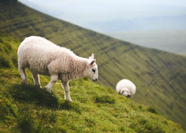 Cute lambs and sheep on a mountain