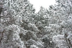Winter snowy landscape