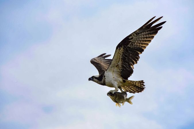 Falcon flying while holding a fish