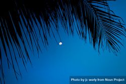 Waxing gibbous moon under a palm tree beMxlb