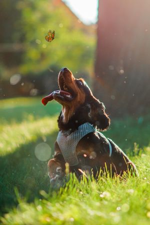 Dog chasing butterfly on green grass