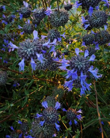 Blue sage plants