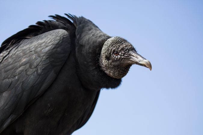 Dark vulture under blue sky