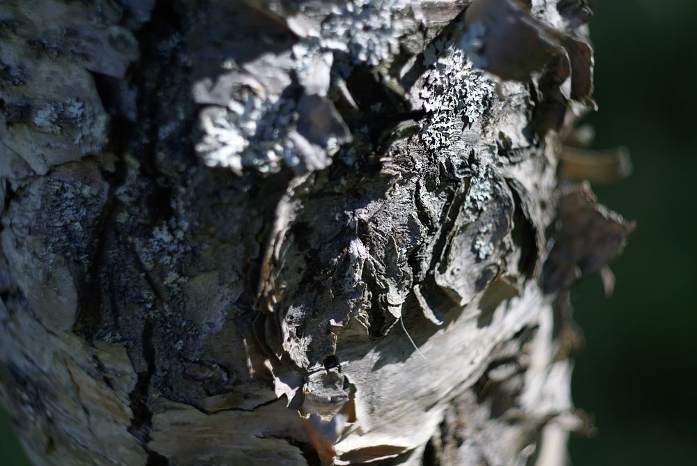 Cork on birch in forest