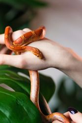 Corn snake wrapped around woman hand on green nature background