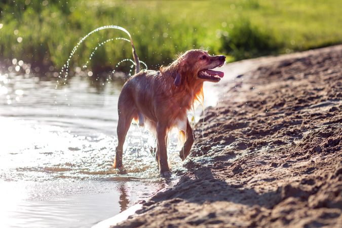 Golden Retriever coming out of the lake