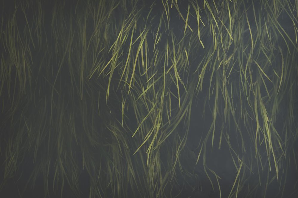 Oblong juicy grass on dark background