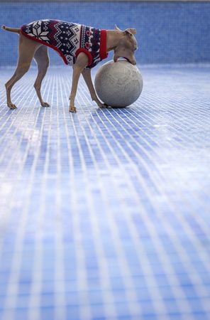 Italian greyhound dog playing in the pool with a ball