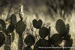 Prickly Pear cactus in the shape of a heart in Tucson, Arizona 4AZN8b