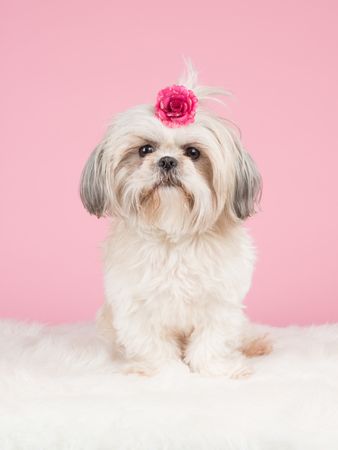 Sweet shih-tzu dog sitting wearing a pink bow at a pink backgrond