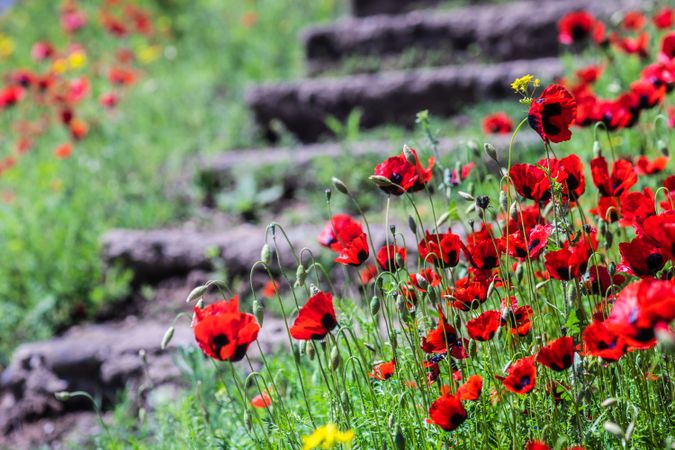 Close up of red poppy flowers next to steps in a meadow