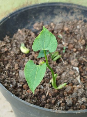 Young sprout in small pot with brown soil showing early growth and new life of garden seedling