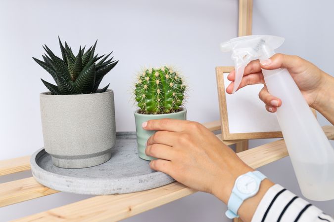 Cozy hobby - growing indoor plants at home