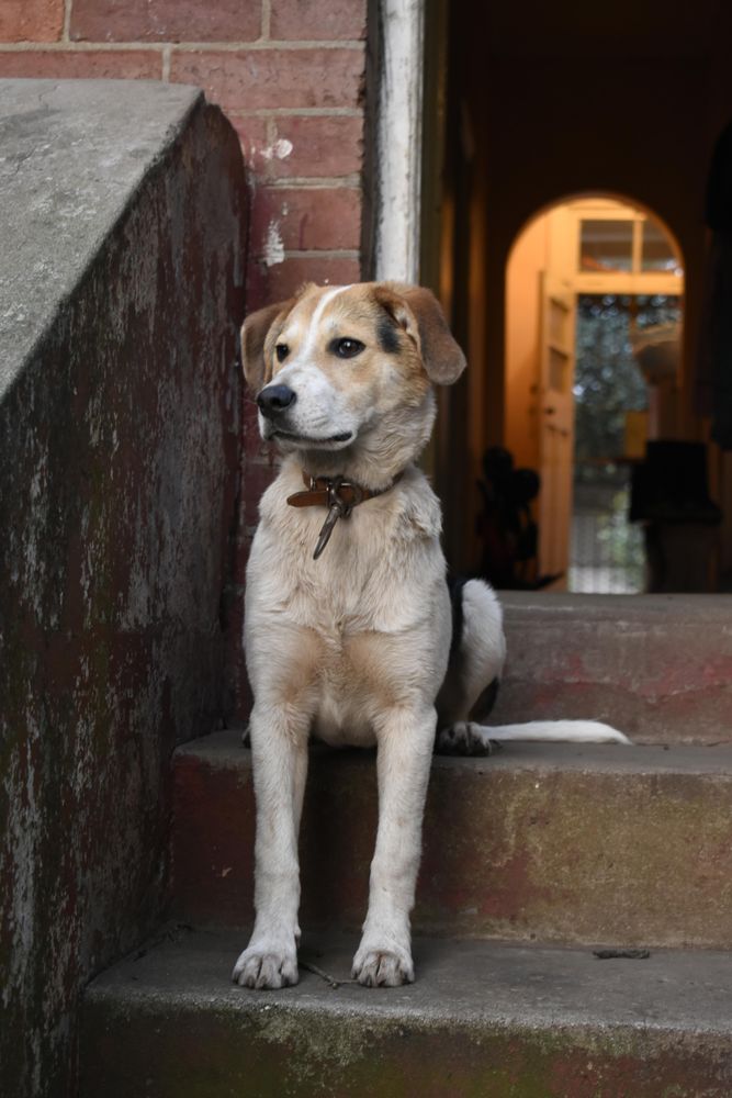 Dog sitting on stairs