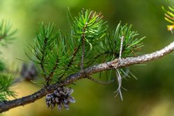 Jack Pine branch and cone at Northland Arboretum in Brainerd, MN