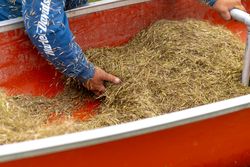Hands harvesting wild rice at Rice Lake NWR in Aitkin County, Minnesota