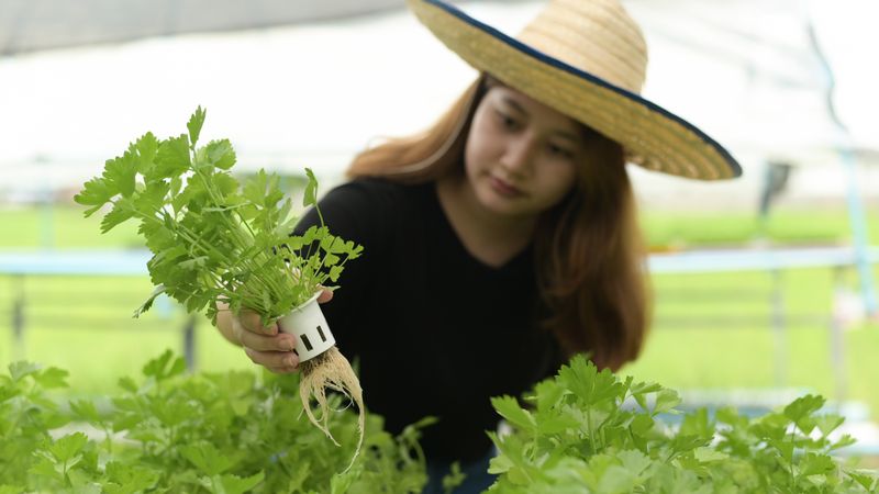 Young asian female farmers inspecting hydroponic vegetable plots in Greenhouse, organic vegetables, smart farm.