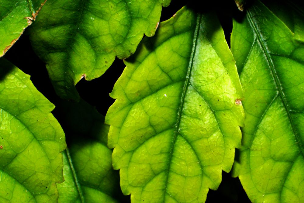 teexture of the leaf