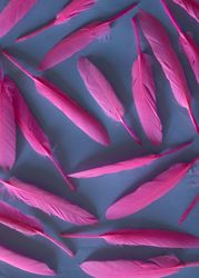 Soft feathers pastel pink on a deep blue background