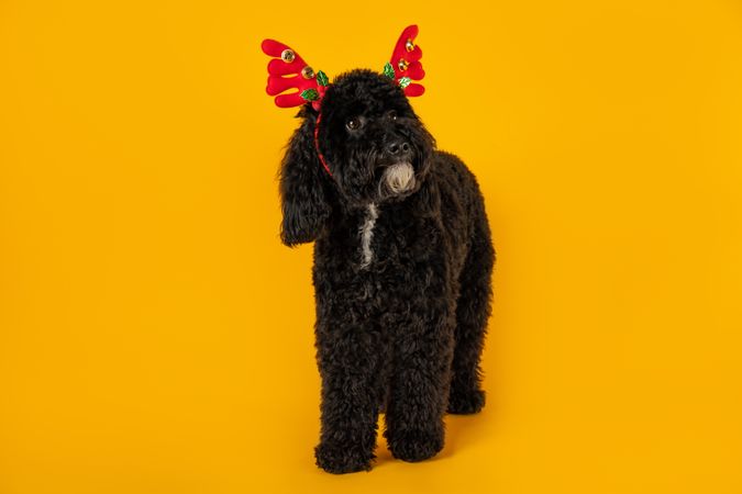 Concept of Merry Christmas, funny Christmas dog