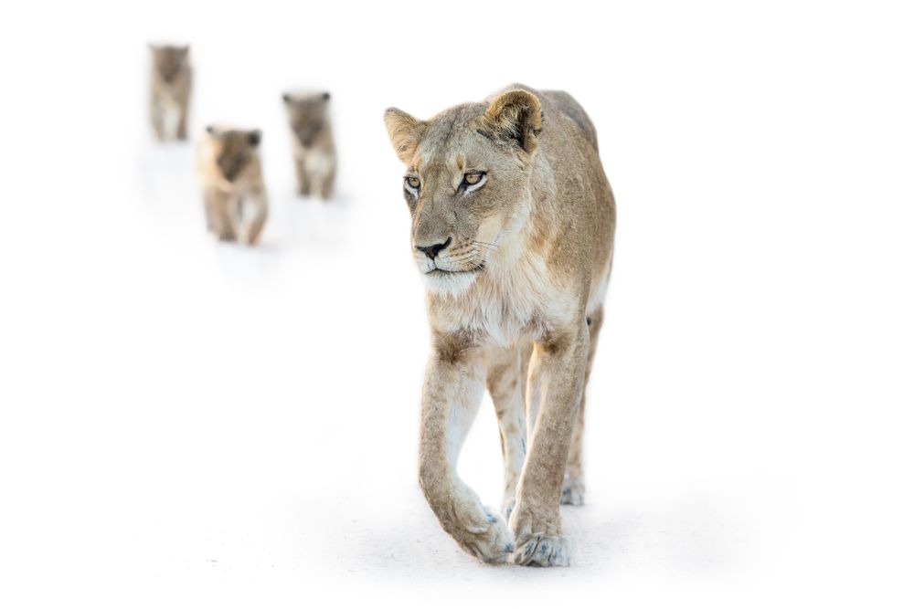 Brown lioness on snow covered ground