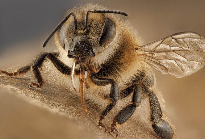 Brown bee in close-up