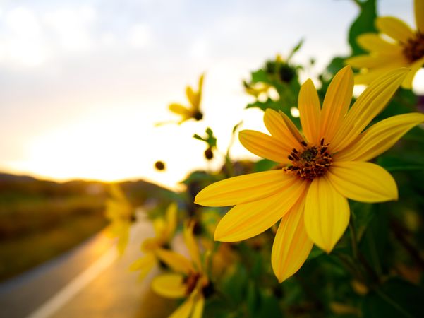 Bright yellow flower against a setting sun