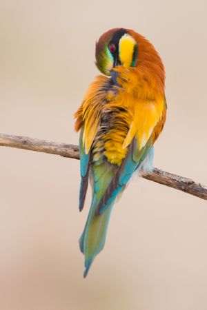 Bird standing on tree branch